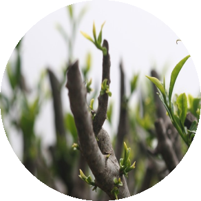 When God Begins To Prune
